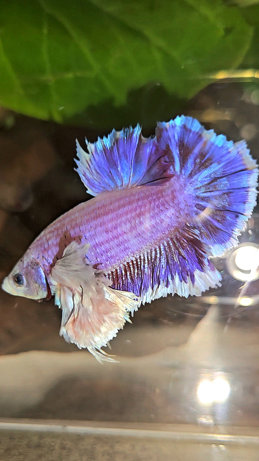 PLAKAT SUPER ROSE EAR PURPLE UNICORN BETTA FISH