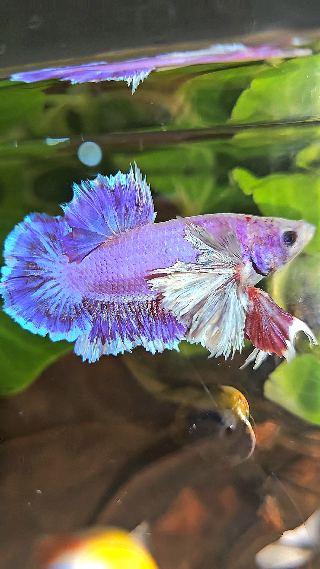 PLAKAT SUPER ROSE EAR PURPLE UNICORN BETTA FISH