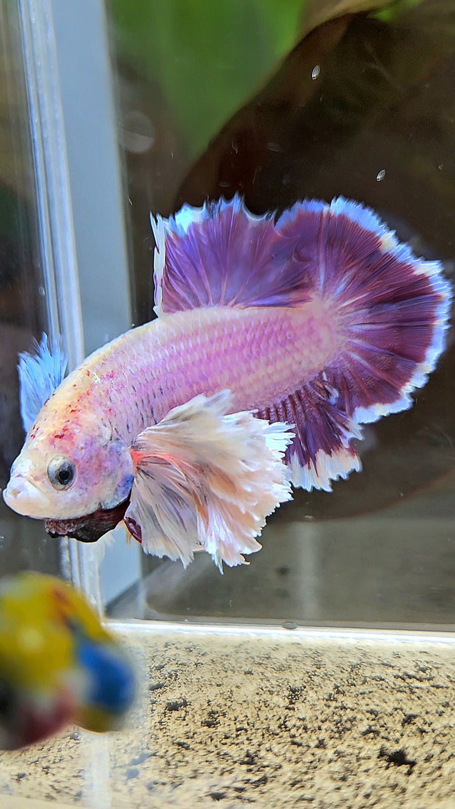 PLAKAT SUPER ROSE EAR PURPLE UNICORN BETTA FISH