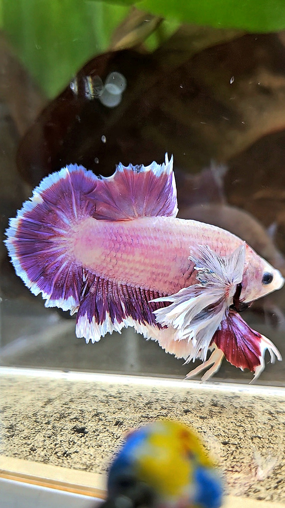 PLAKAT SUPER ROSE EAR PURPLE UNICORN BETTA FISH