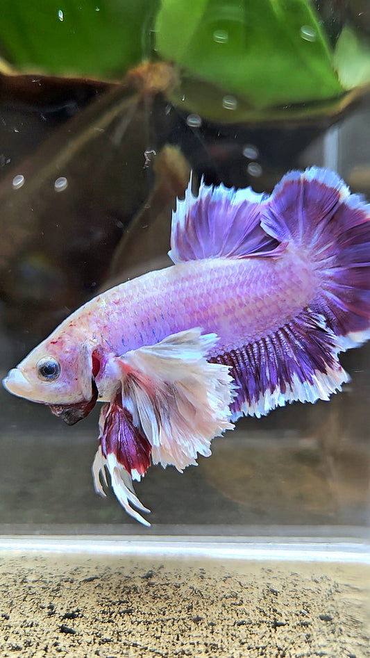 PLAKAT SUPER ROSE EAR PURPLE UNICORN BETTA FISH