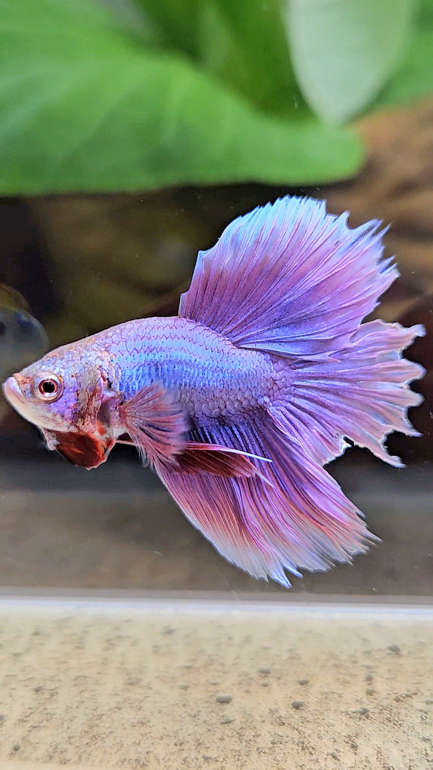 BONSAI HALFMOON SUPER PURPLE UNICORN BETTA FISH