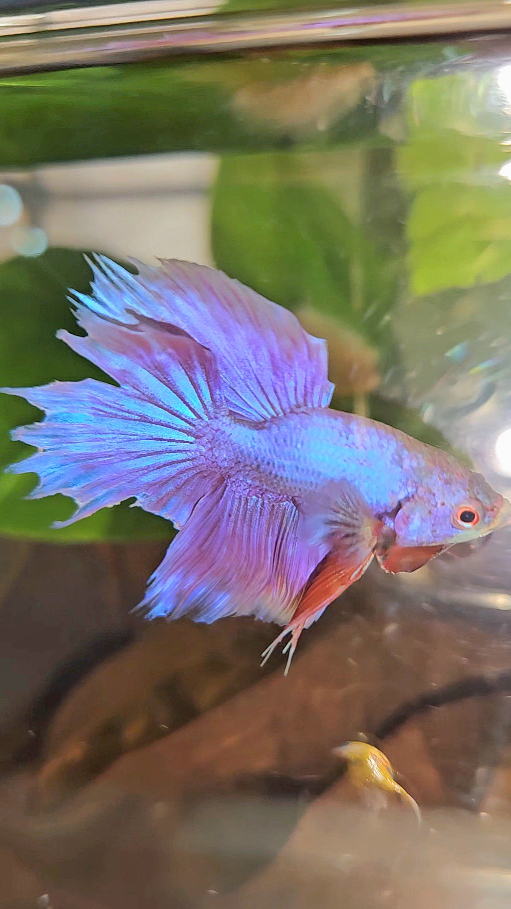 BONSAI HALFMOON SUPER PURPLE UNICORN BETTA FISH