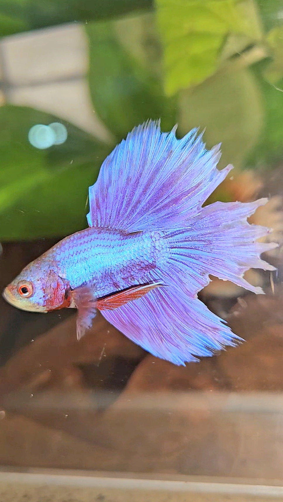 BONSAI HALFMOON SUPER PURPLE UNICORN BETTA FISH