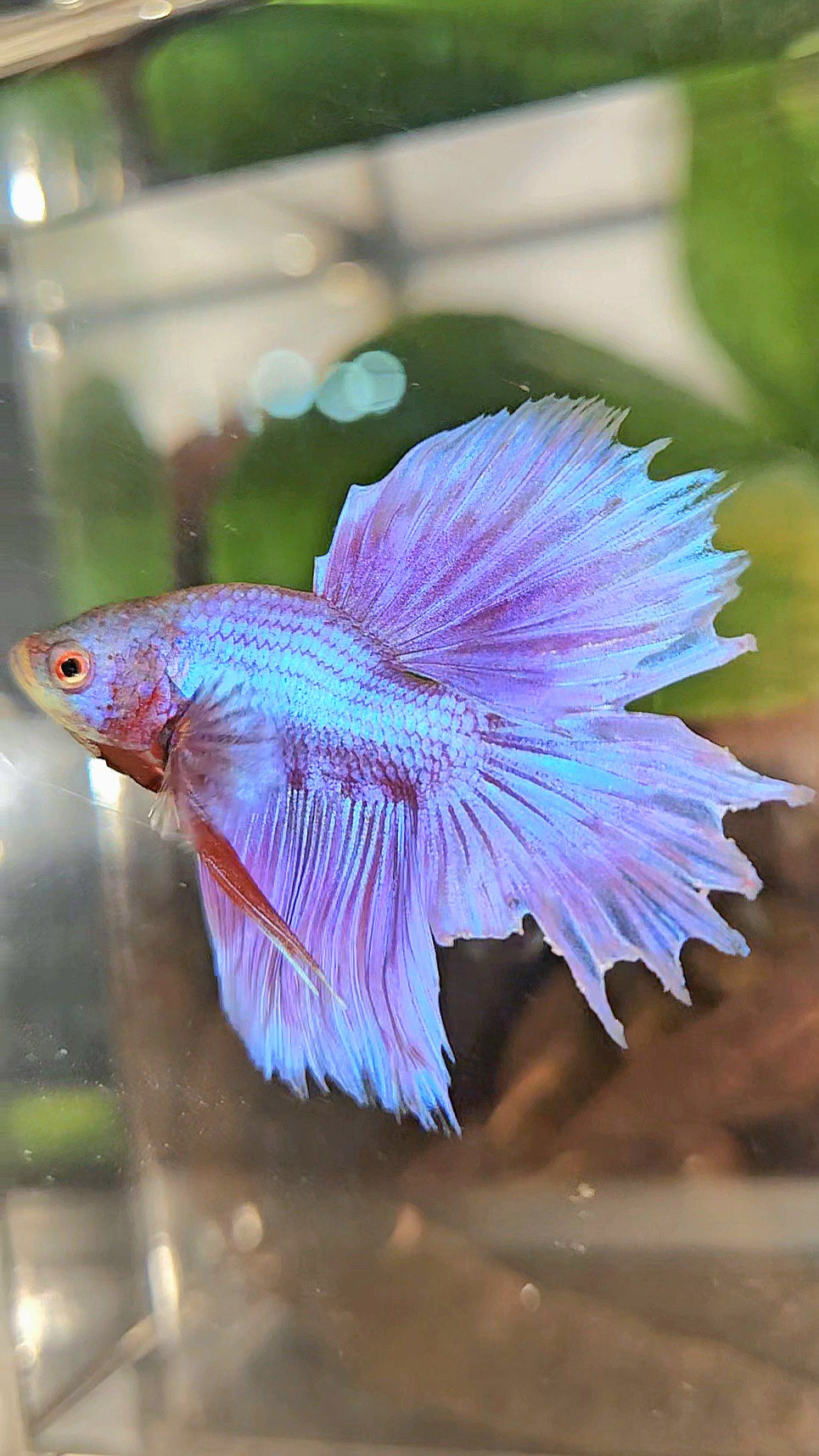 BONSAI HALFMOON SUPER PURPLE UNICORN BETTA FISH