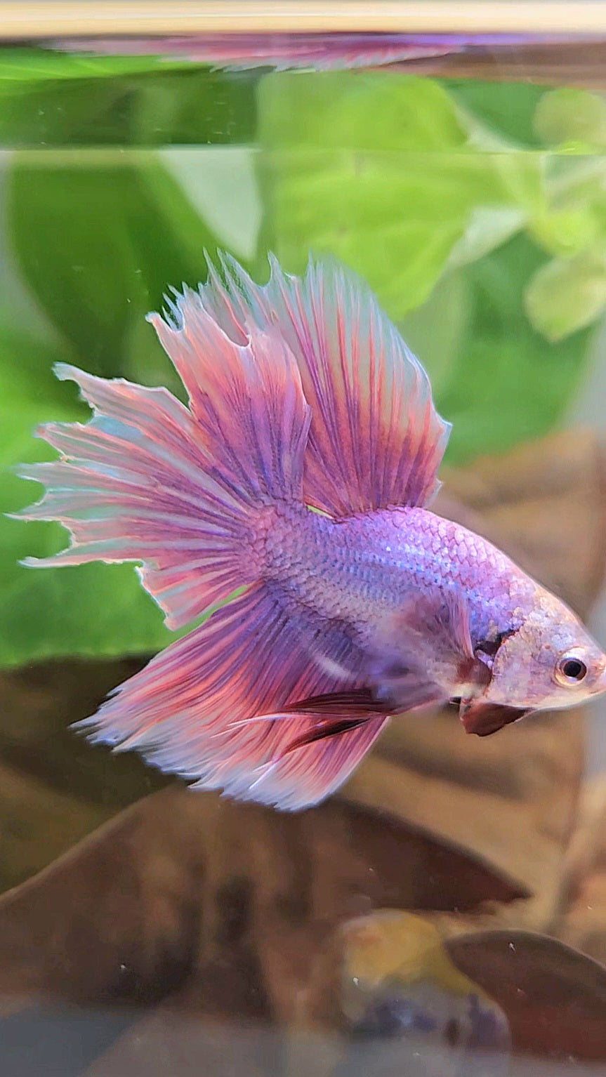 BONSAI HALFMOON SUPER PURPLE UNICORN BETTA FISH