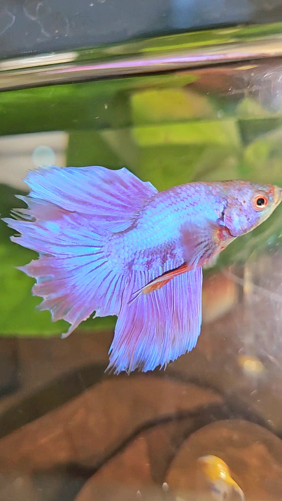 BONSAI HALFMOON SUPER PURPLE UNICORN BETTA FISH