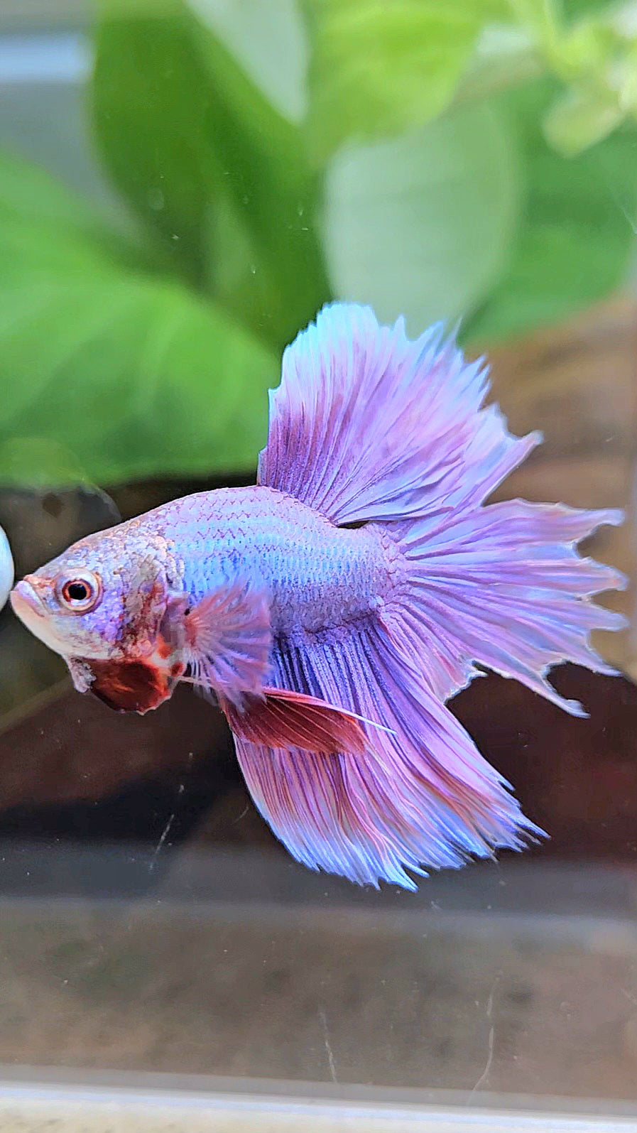 BONSAI HALFMOON SUPER PURPLE UNICORN BETTA FISH