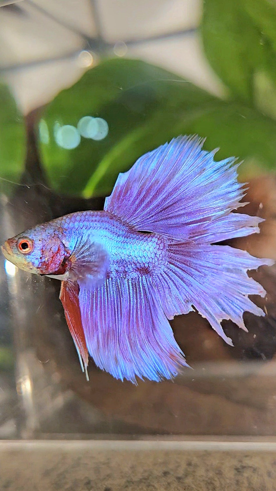 BONSAI HALFMOON SUPER PURPLE UNICORN BETTA FISH