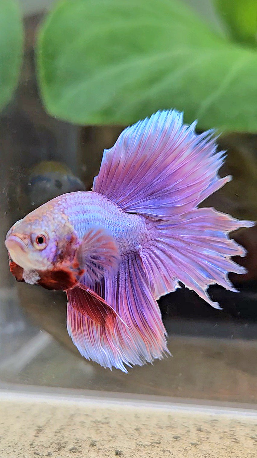 BONSAI HALFMOON SUPER PURPLE UNICORN BETTA FISH