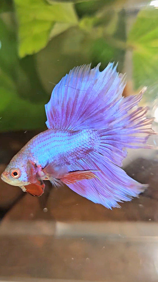 BONSAI HALFMOON SUPER PURPLE UNICORN BETTA FISH