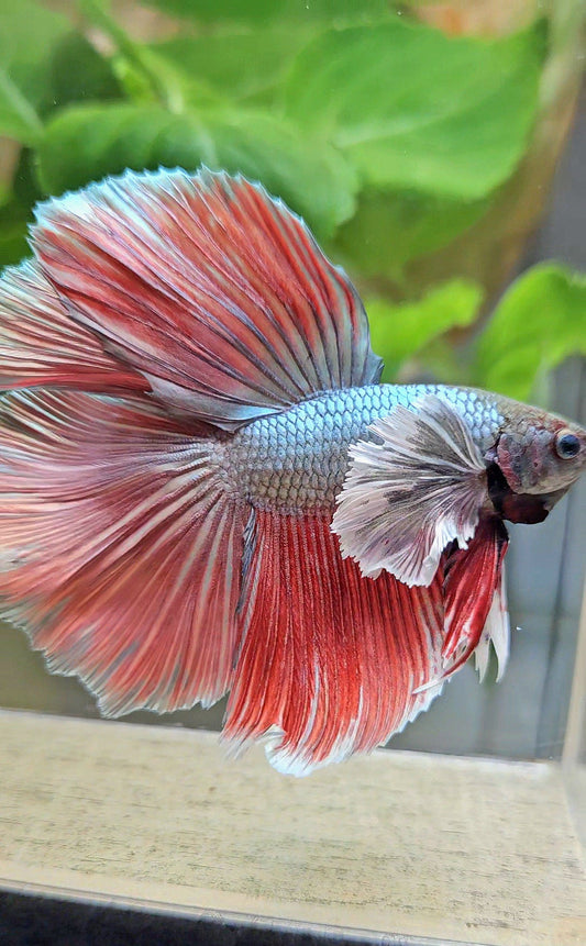 HALFMOON DOUBLE TAIL DUMBO EAR COPPER RED BETTA FISH