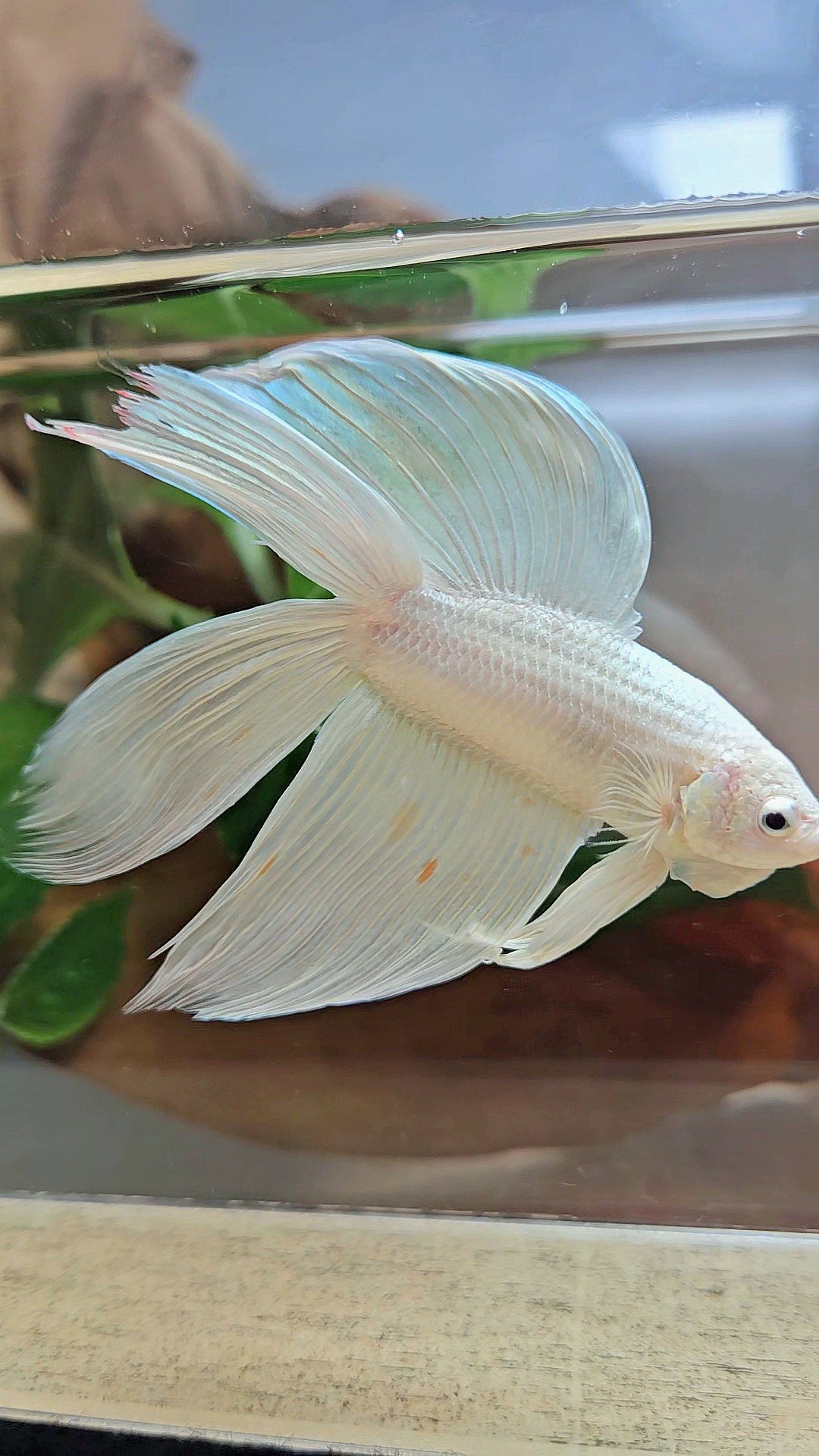 VEILTAIL DOUBLE TAIL SOFT GOLD PLATINUM ORANGE WASH BETTA FISH