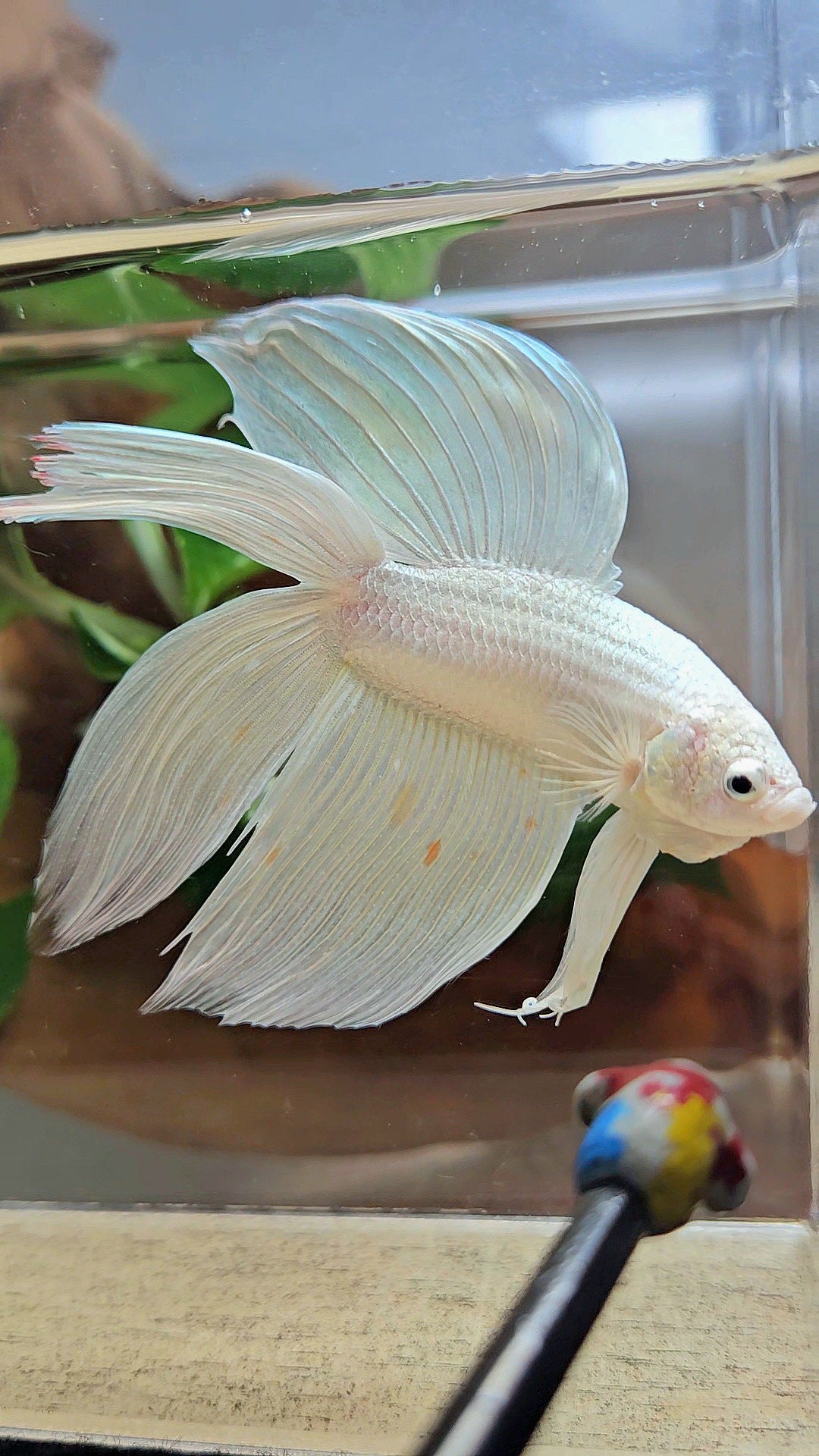 VEILTAIL DOUBLE TAIL SOFT GOLD PLATINUM ORANGE WASH BETTA FISH