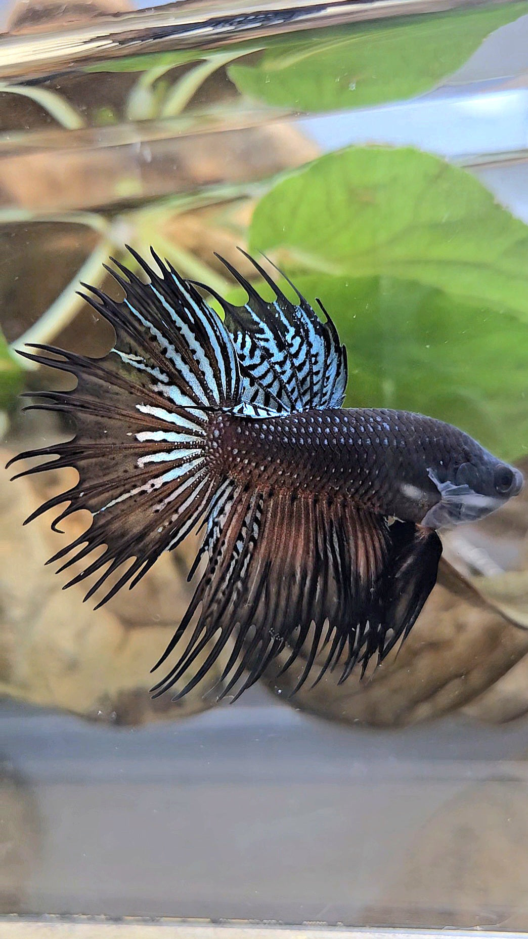 CROWNTAIL DARK ORANGE SPENDENS HYBRID WILD BETTA FISH