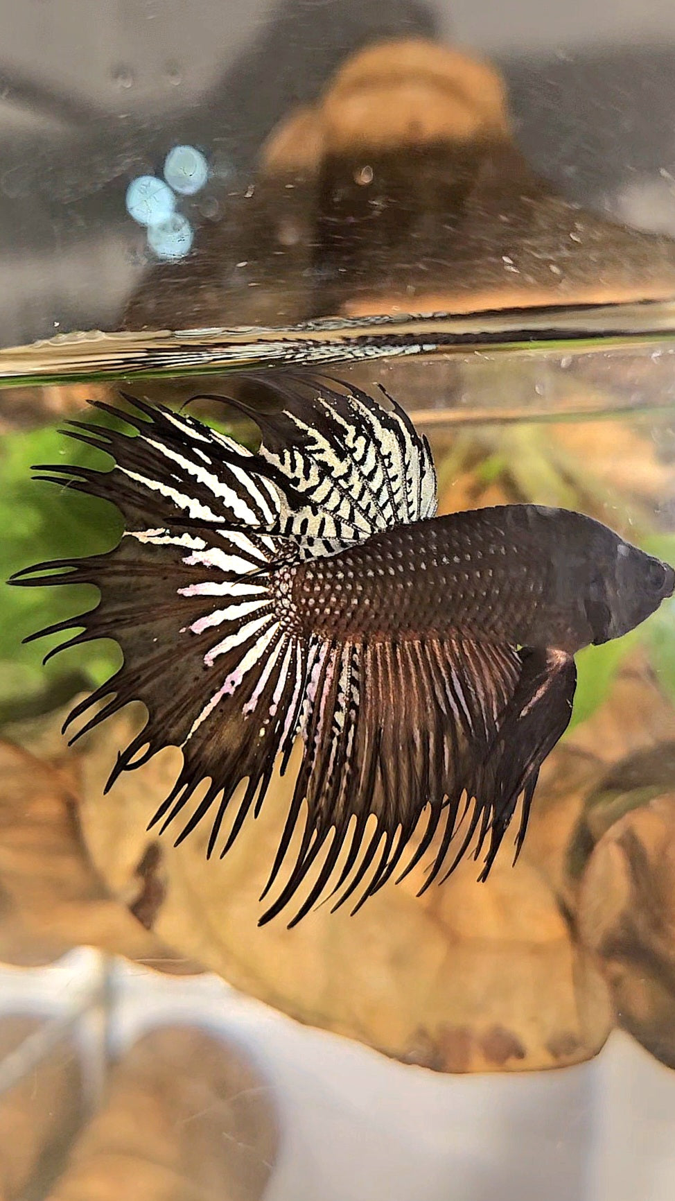 CROWNTAIL DARK ORANGE SPENDENS HYBRID WILD BETTA FISH