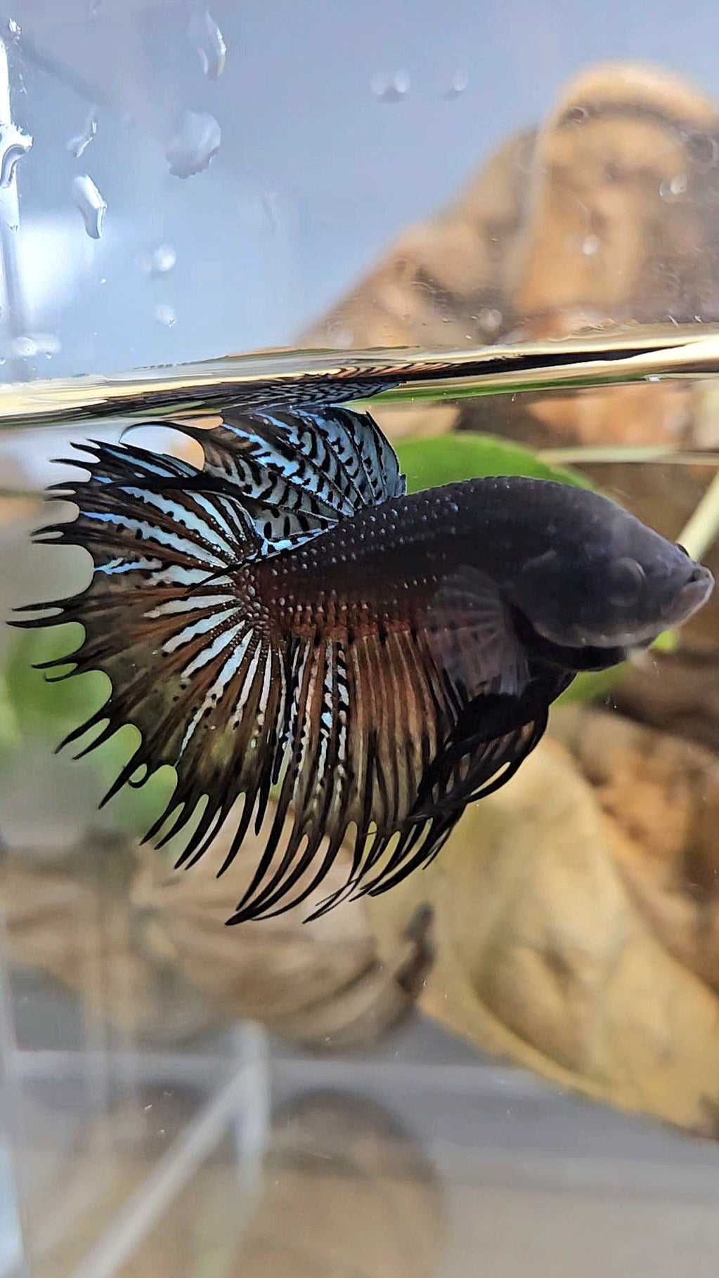 CROWNTAIL DARK ORANGE SPENDENS HYBRID WILD BETTA FISH