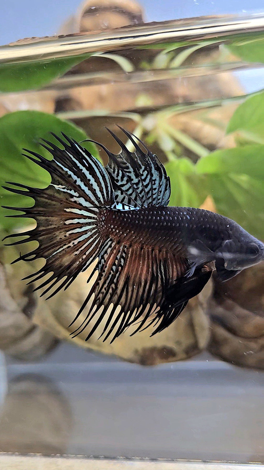 CROWNTAIL DARK ORANGE SPENDENS HYBRID WILD BETTA FISH