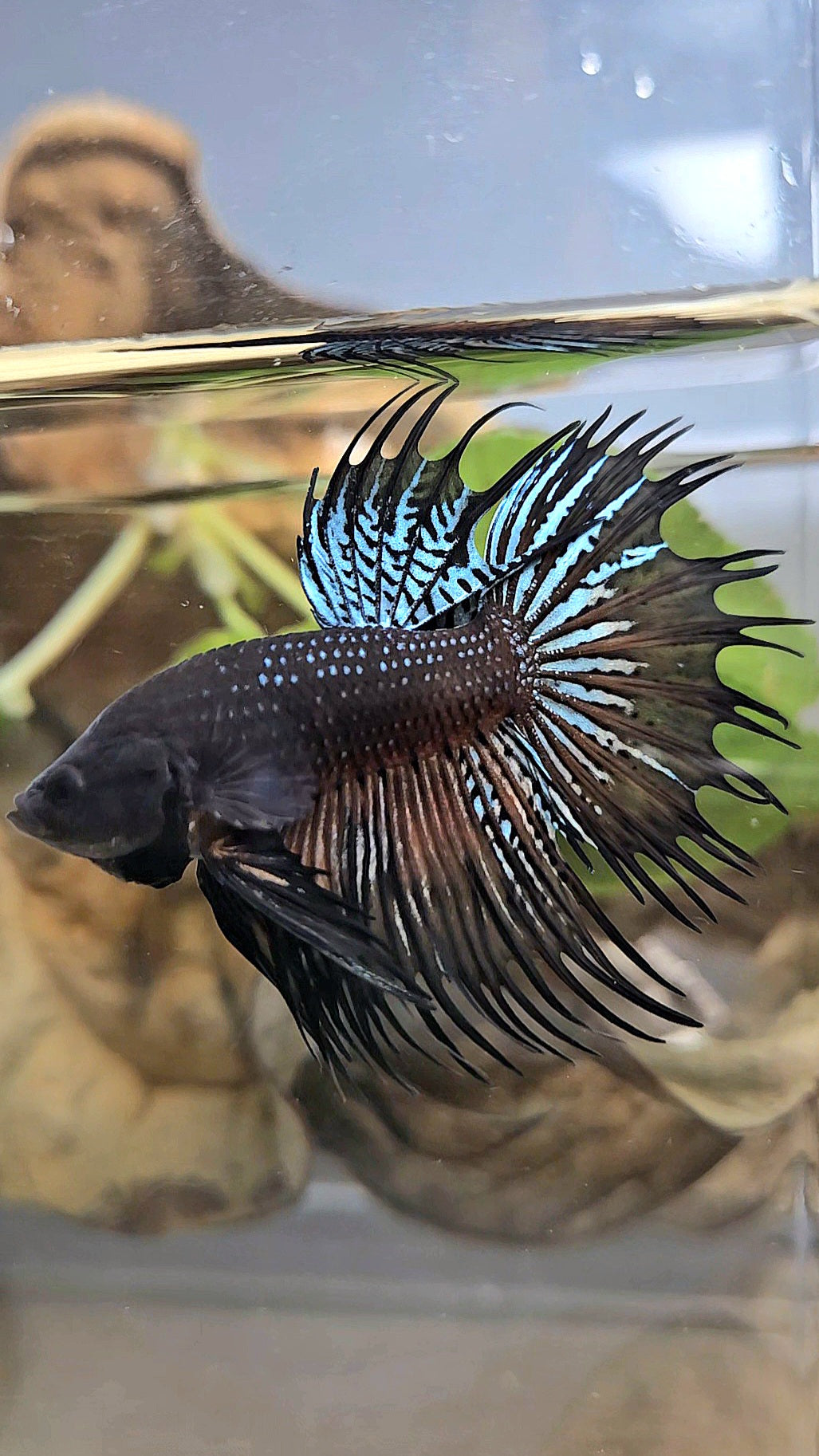 CROWNTAIL DARK ORANGE SPENDENS HYBRID WILD BETTA FISH