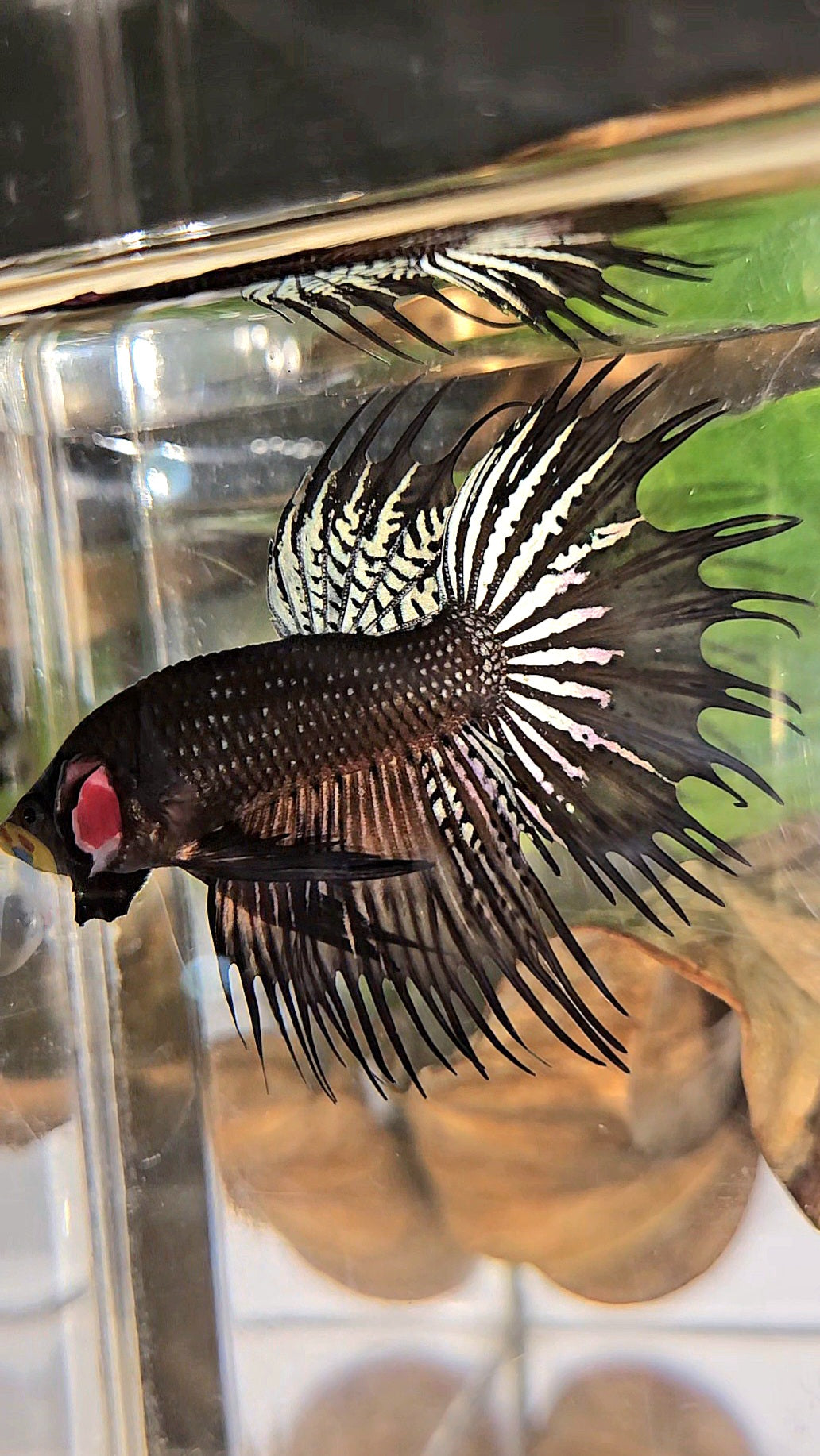 CROWNTAIL DARK ORANGE SPENDENS HYBRID WILD BETTA FISH