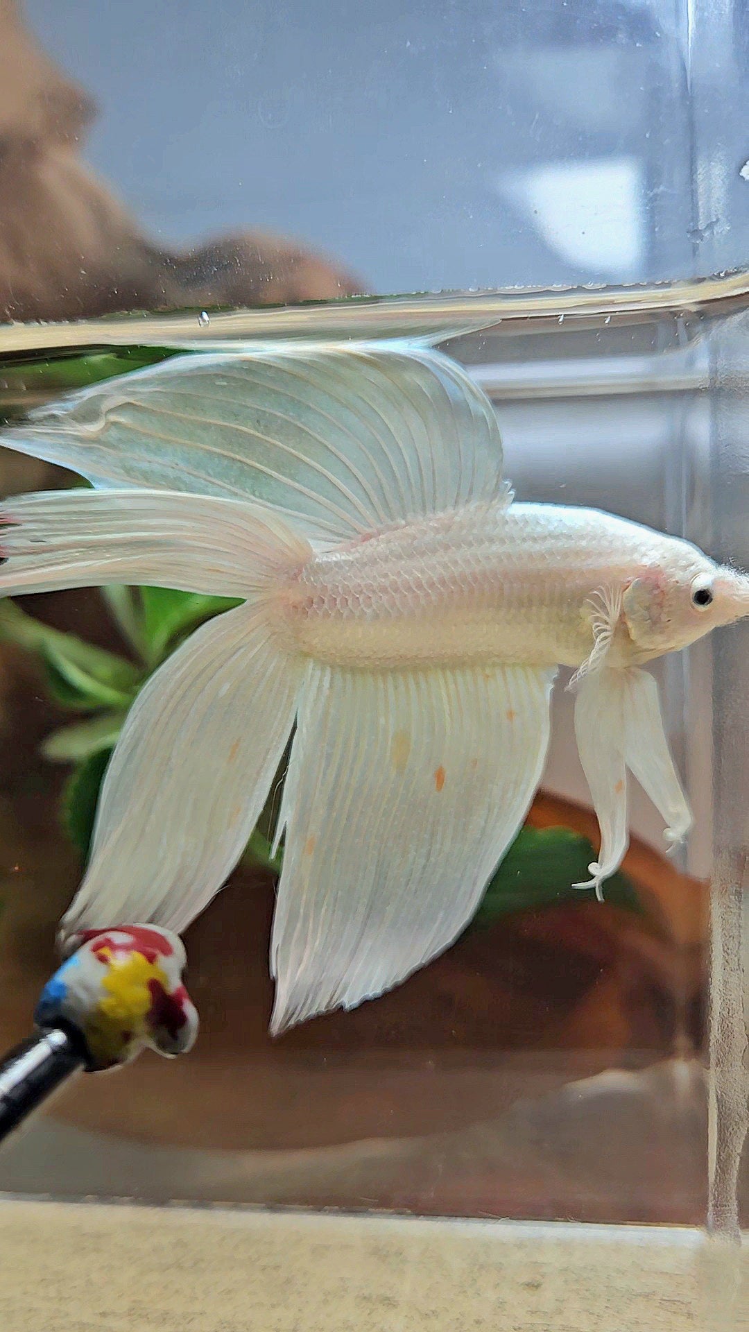 VEILTAIL DOUBLE TAIL SOFT GOLD PLATINUM ORANGE WASH BETTA FISH