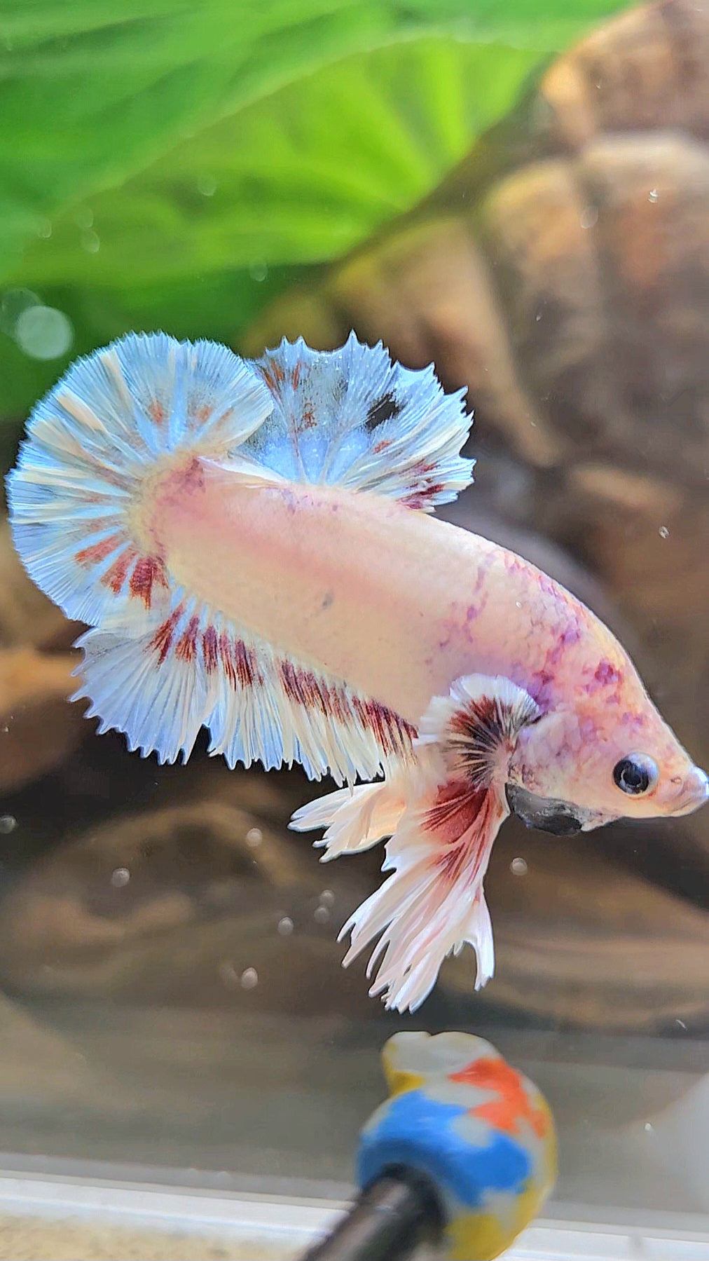 KING FEATHER PLAKAT WHITE FANCY BETTA FISH