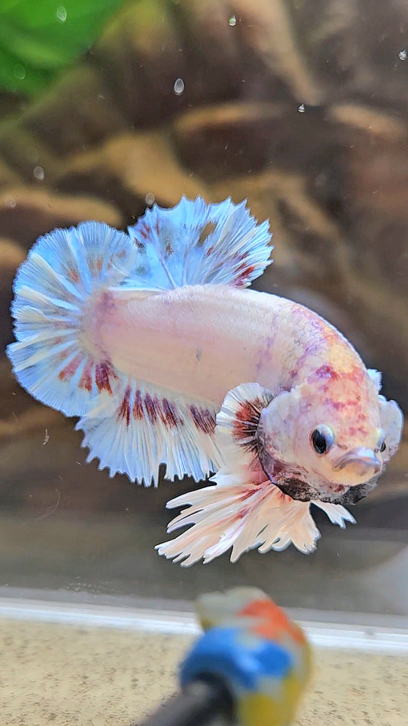 KING FEATHER PLAKAT WHITE FANCY BETTA FISH