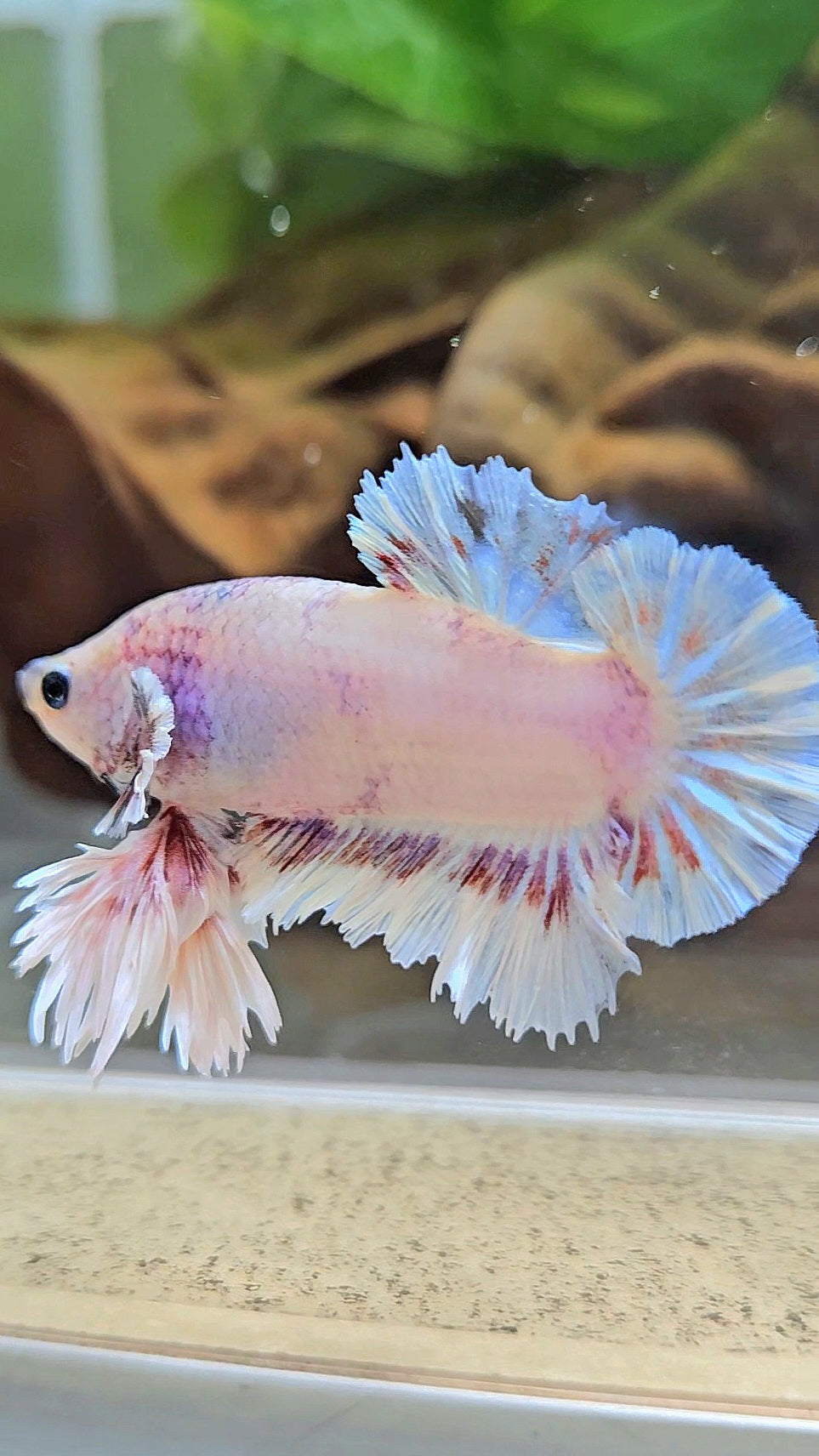 KING FEATHER PLAKAT WHITE FANCY BETTA FISH