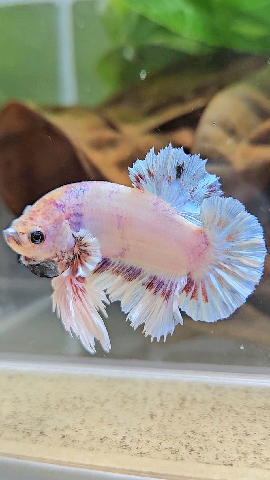 KING FEATHER PLAKAT WHITE FANCY BETTA FISH