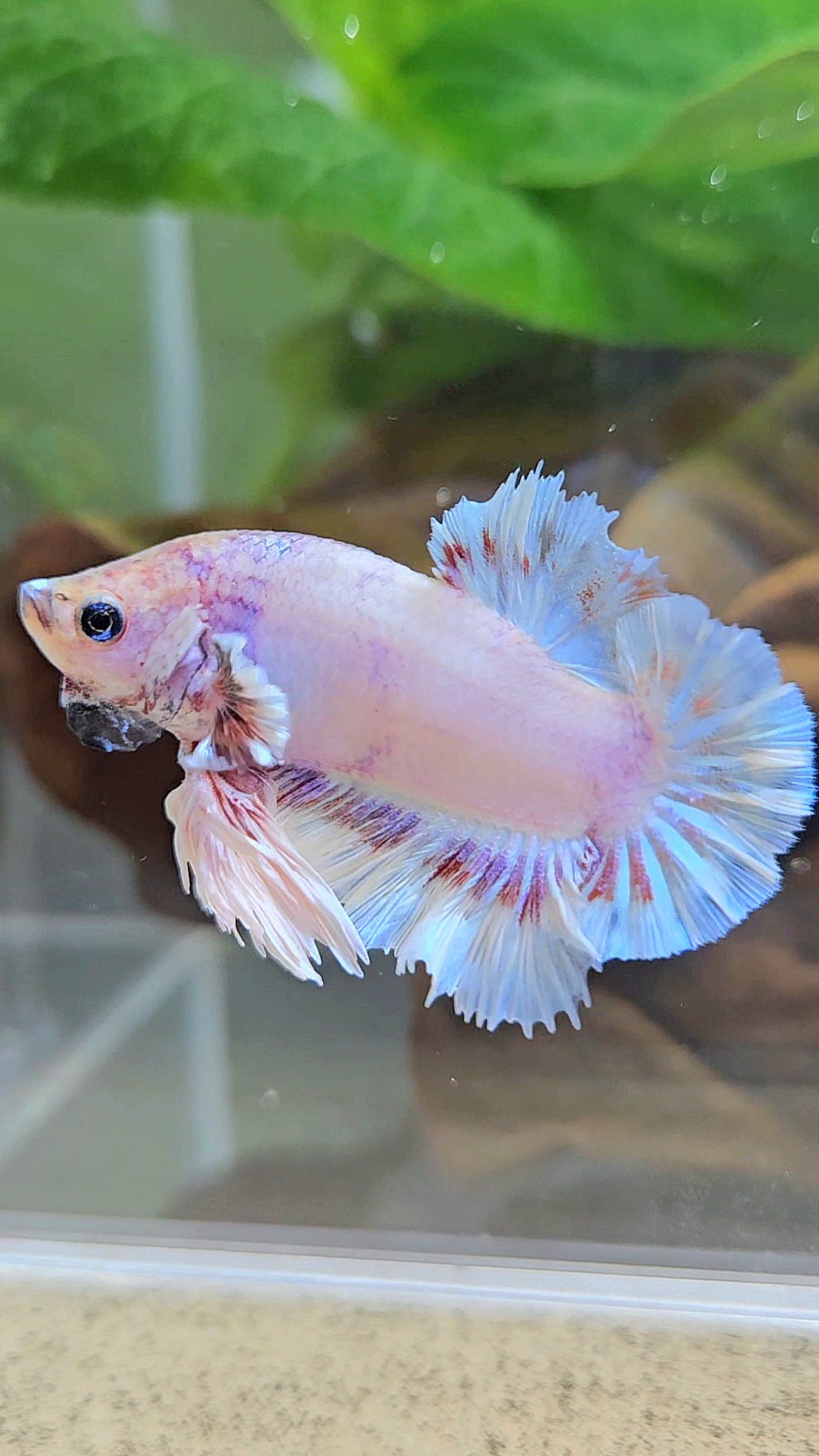 KING FEATHER PLAKAT WHITE FANCY BETTA FISH