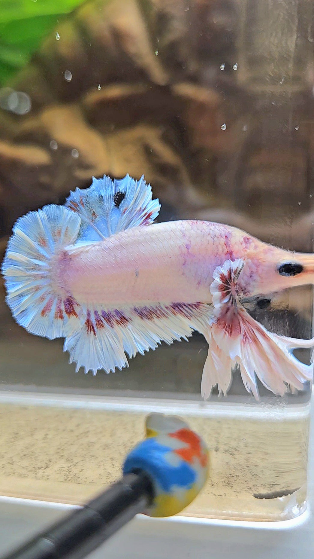 KING FEATHER PLAKAT WHITE FANCY BETTA FISH