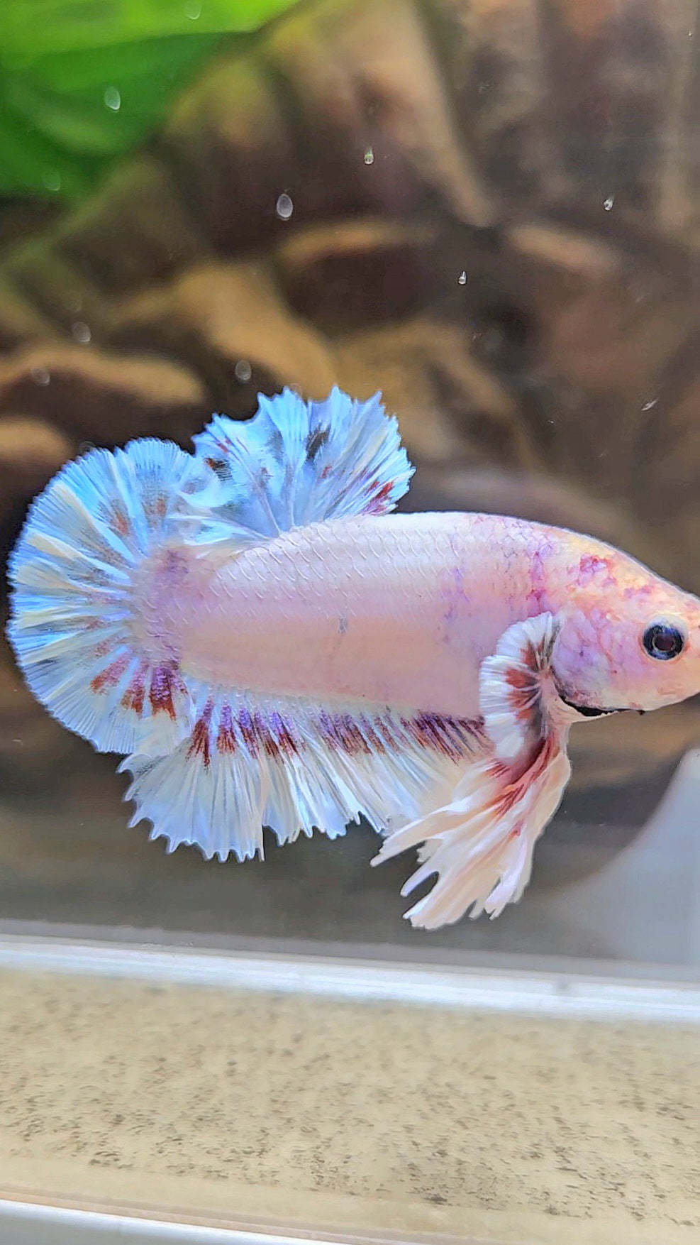 KING FEATHER PLAKAT WHITE FANCY BETTA FISH