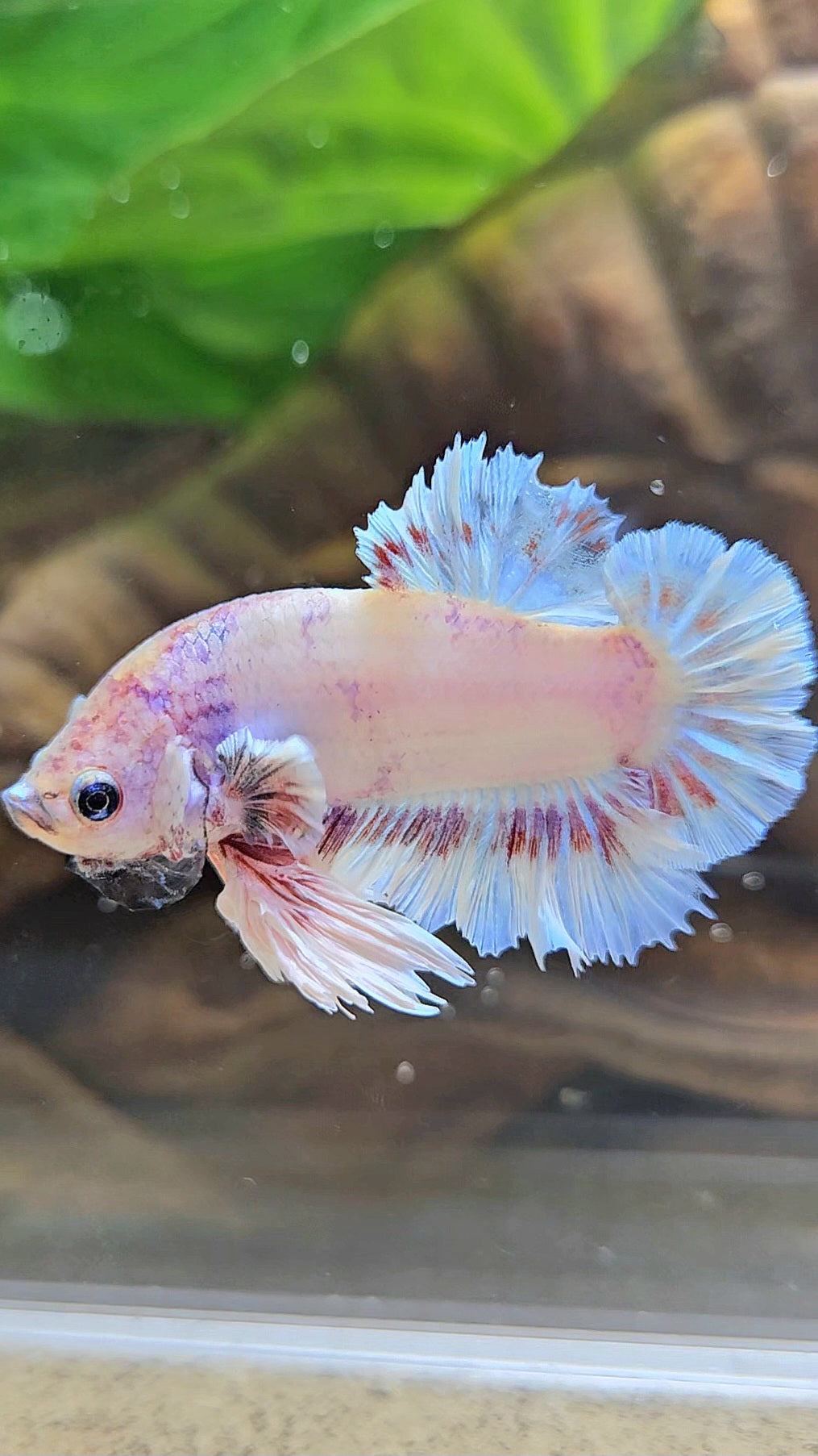 KING FEATHER PLAKAT WHITE FANCY BETTA FISH