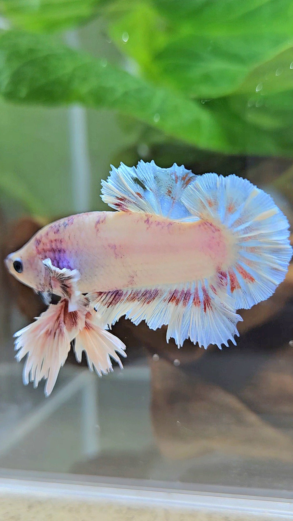 KING FEATHER PLAKAT WHITE FANCY BETTA FISH