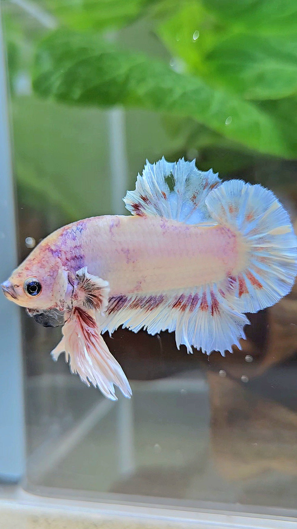 KING FEATHER PLAKAT WHITE FANCY BETTA FISH