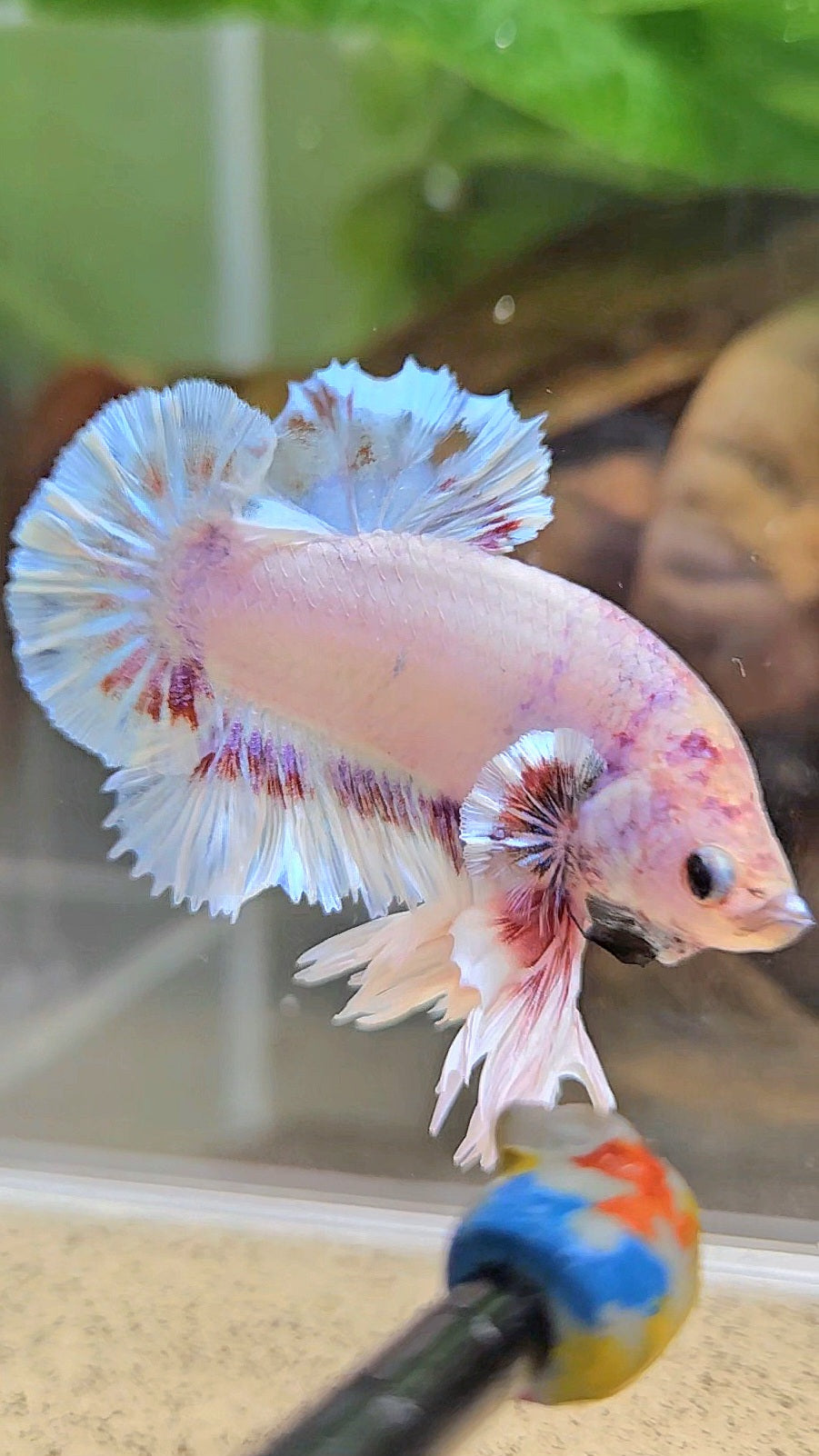 KING FEATHER PLAKAT WHITE FANCY BETTA FISH