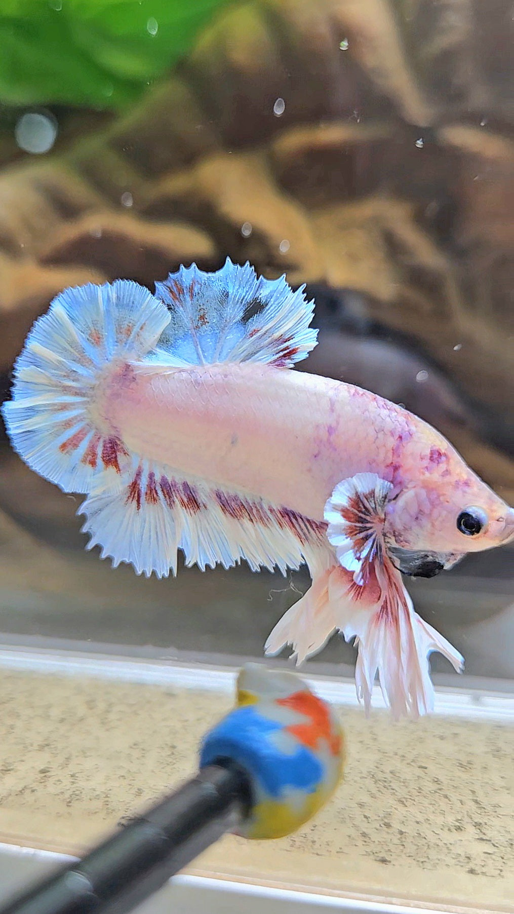 KING FEATHER PLAKAT WHITE FANCY BETTA FISH