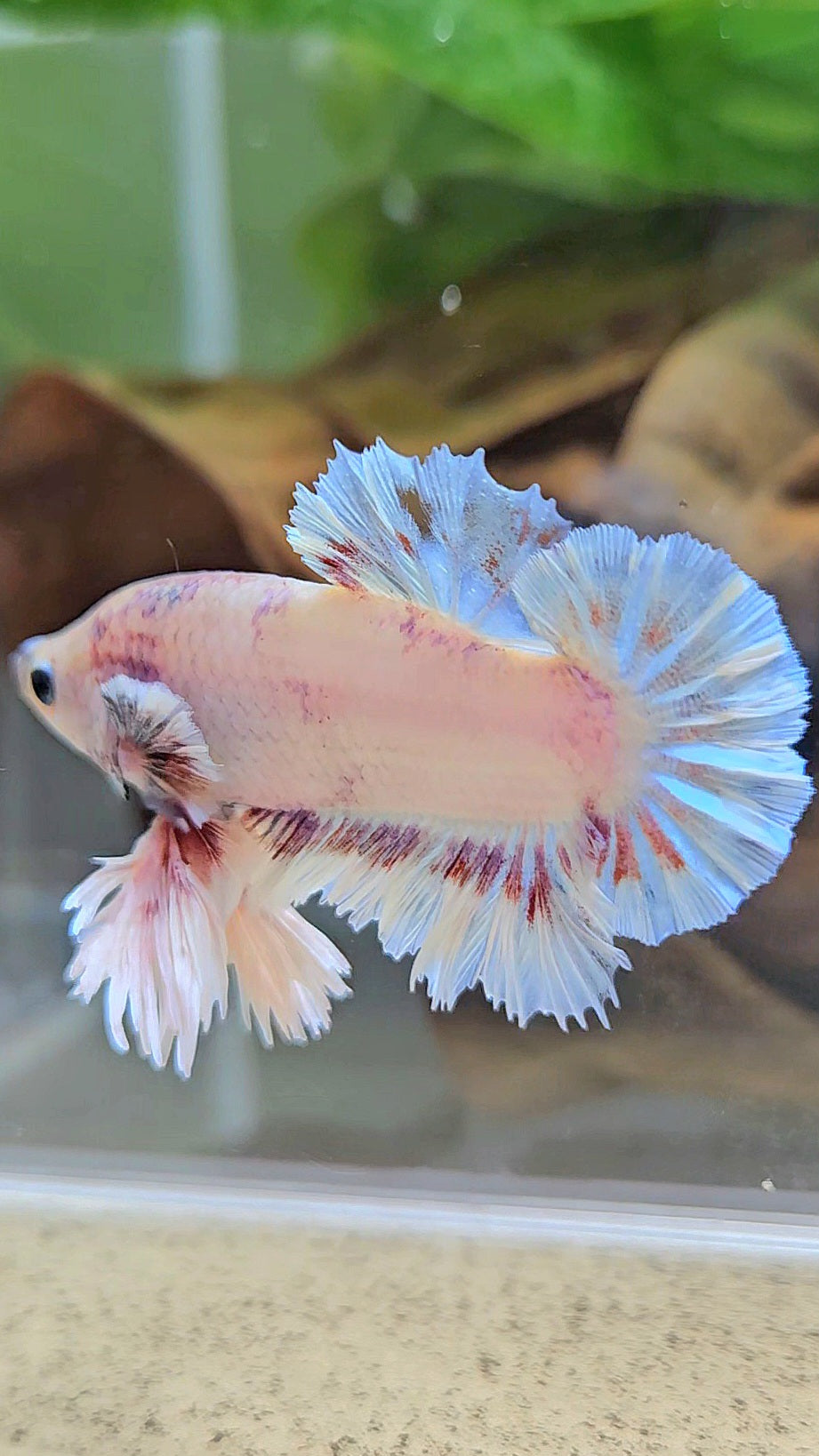 KING FEATHER PLAKAT WHITE FANCY BETTA FISH