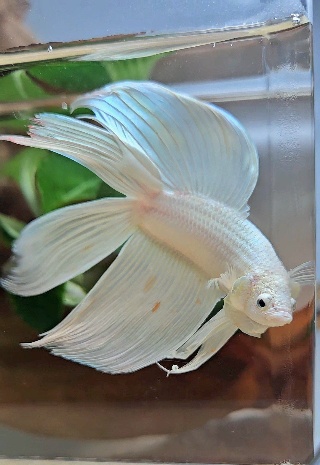 VEILTAIL DOUBLE TAIL SOFT GOLD PLATINUM ORANGE WASH BETTA FISH