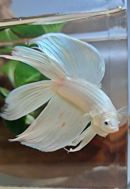 VEILTAIL DOUBLE TAIL SOFT GOLD PLATINUM ORANGE WASH BETTA FISH