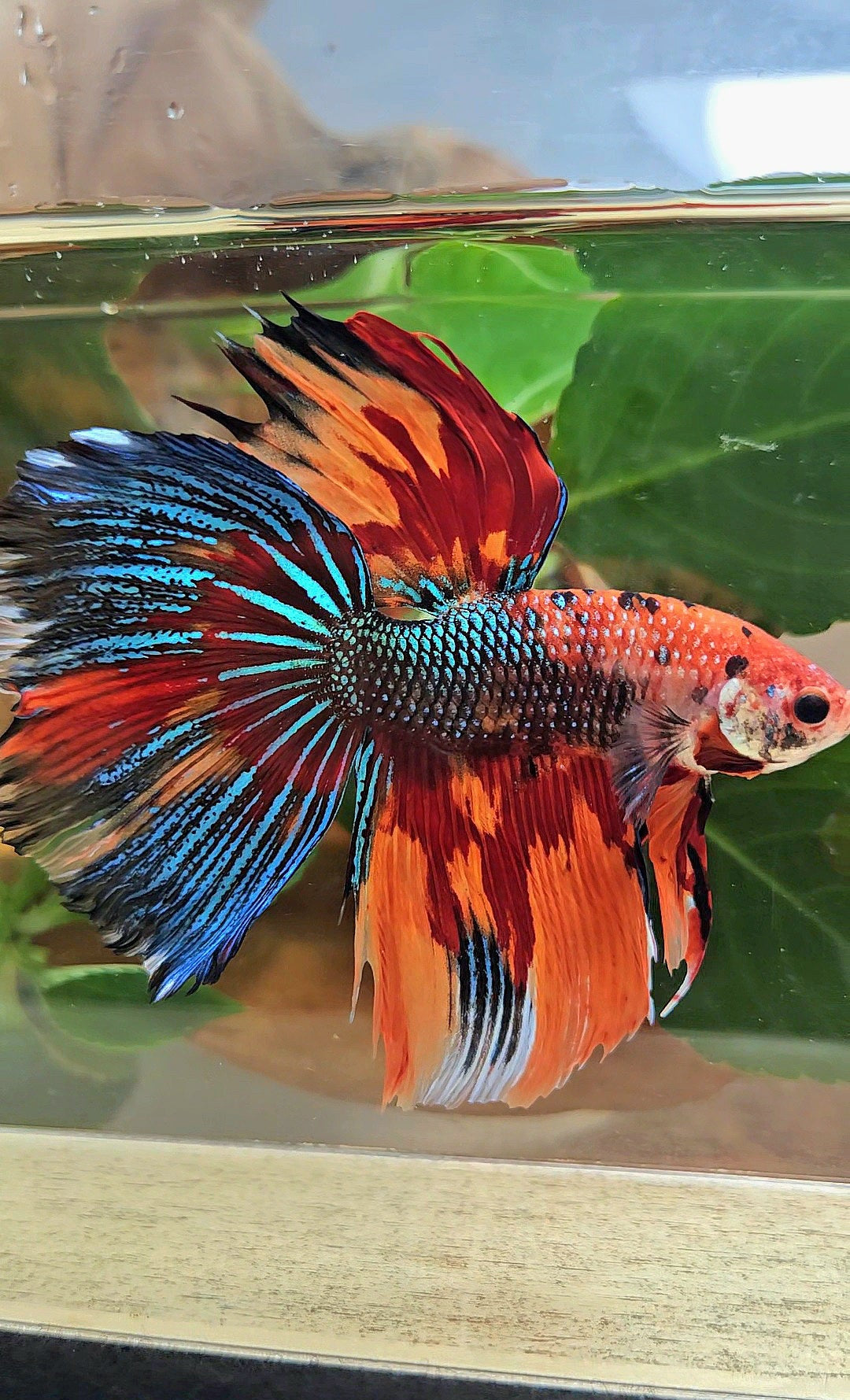 LUXURY GIANT HALFMOON TOTAL 8,5CM+ SUPER MULTICOLOR METALLIC FIRE BETTA FISH