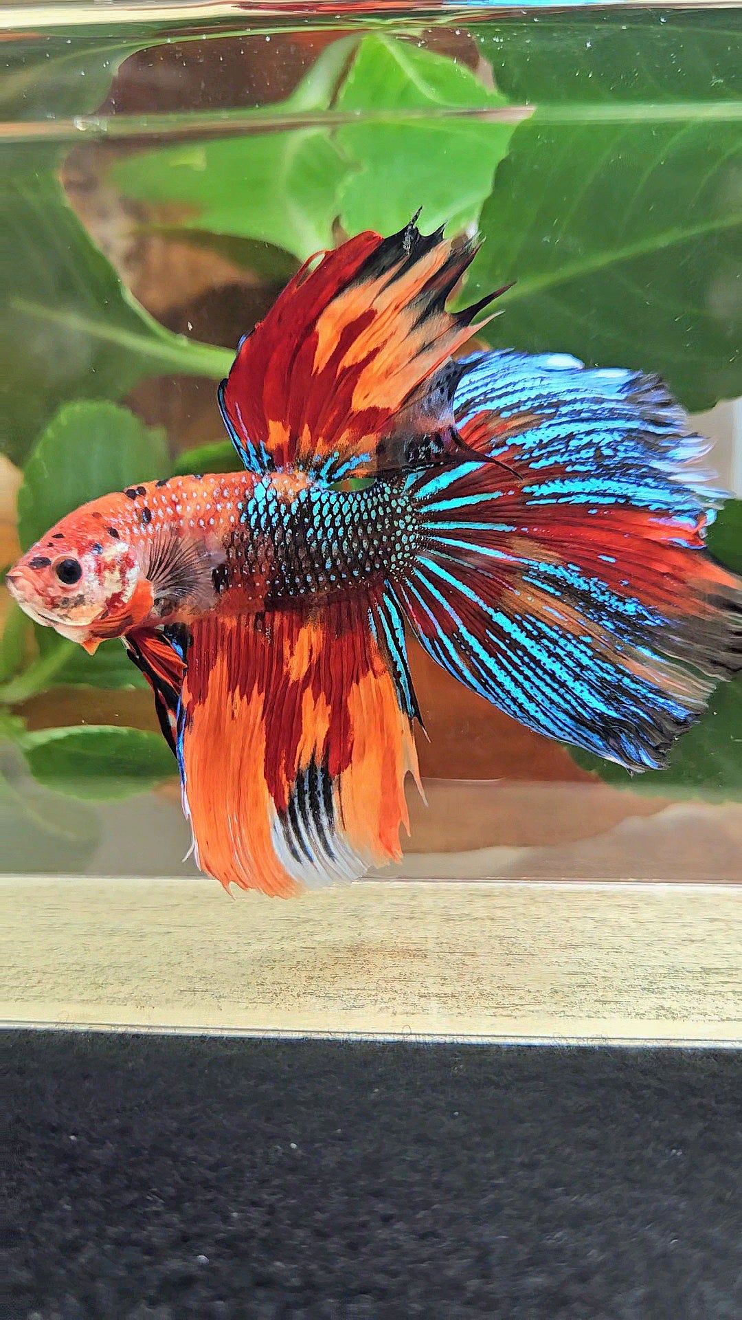 LUXURY GIANT HALFMOON TOTAL 8,5CM+ SUPER MULTICOLOR METALLIC FIRE BETTA FISH