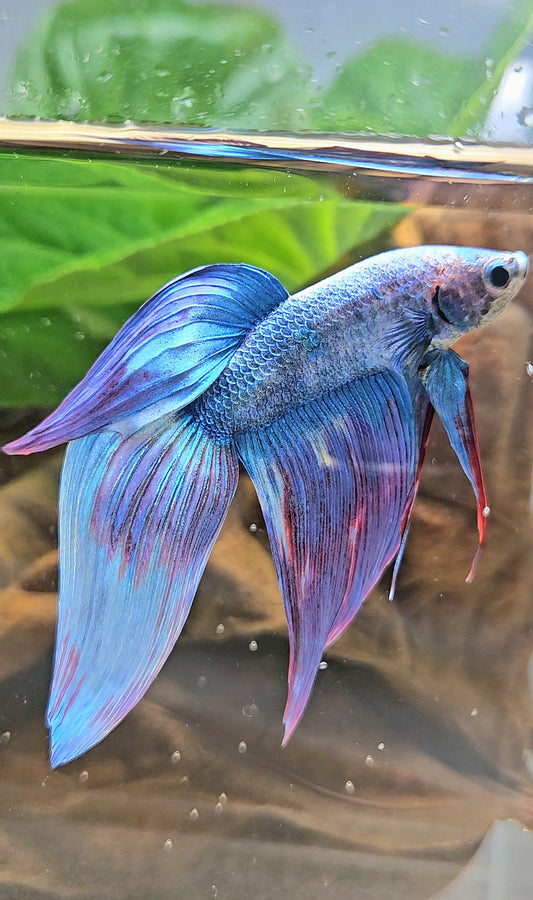 VEILTAIL WAROCHAI PURPLE MASCOT PATTERN BETTA FISH