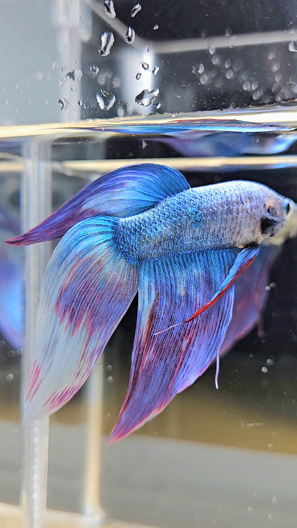 VEILTAIL WAROCHAI PURPLE MASCOT PATTERN BETTA FISH