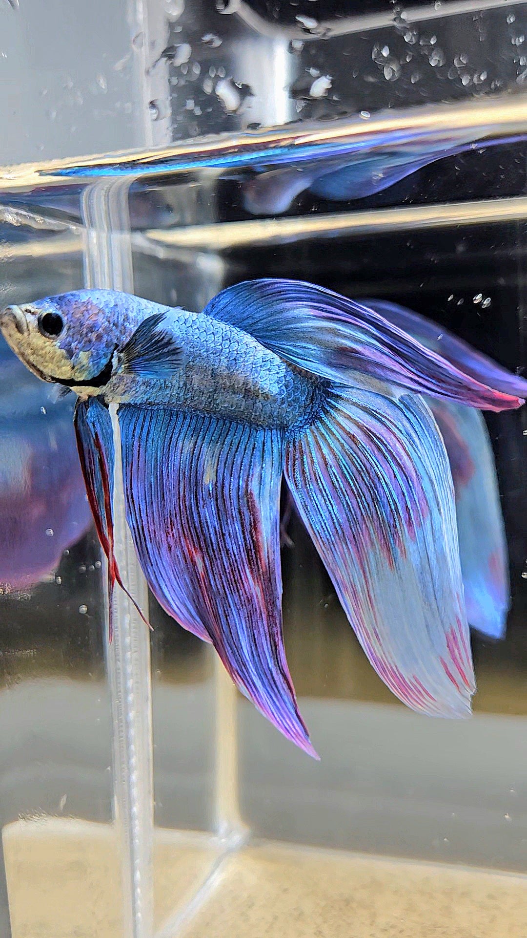 VEILTAIL WAROCHAI PURPLE MASCOT PATTERN BETTA FISH