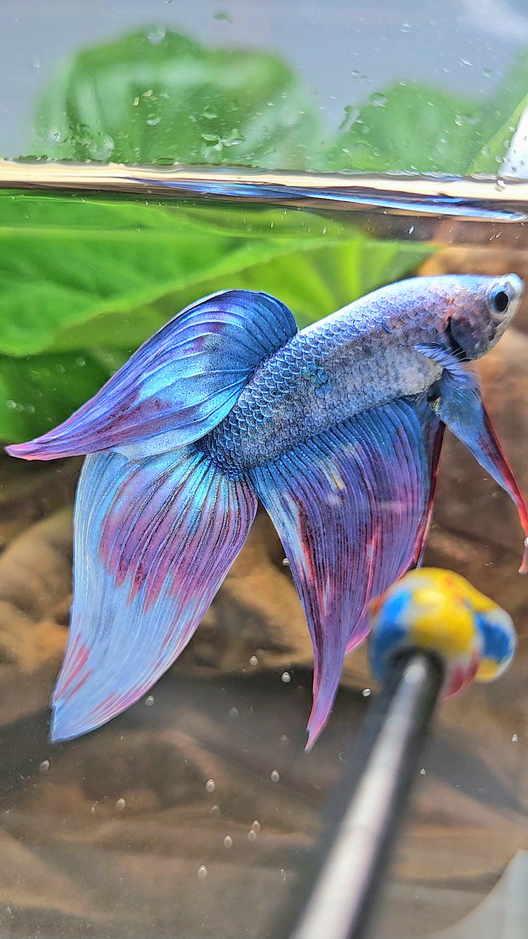 VEILTAIL WAROCHAI PURPLE MASCOT PATTERN BETTA FISH