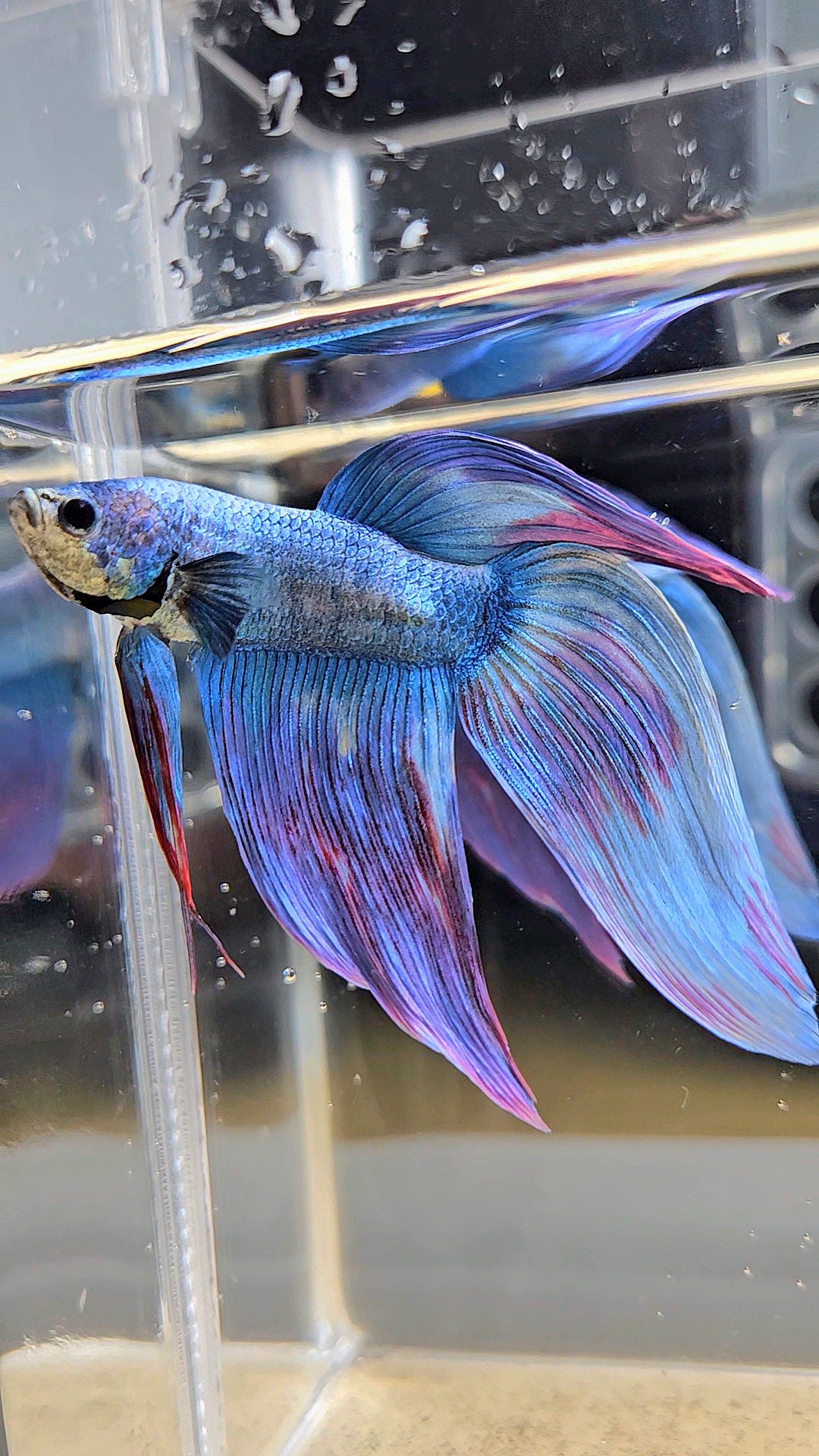 VEILTAIL WAROCHAI PURPLE MASCOT PATTERN BETTA FISH