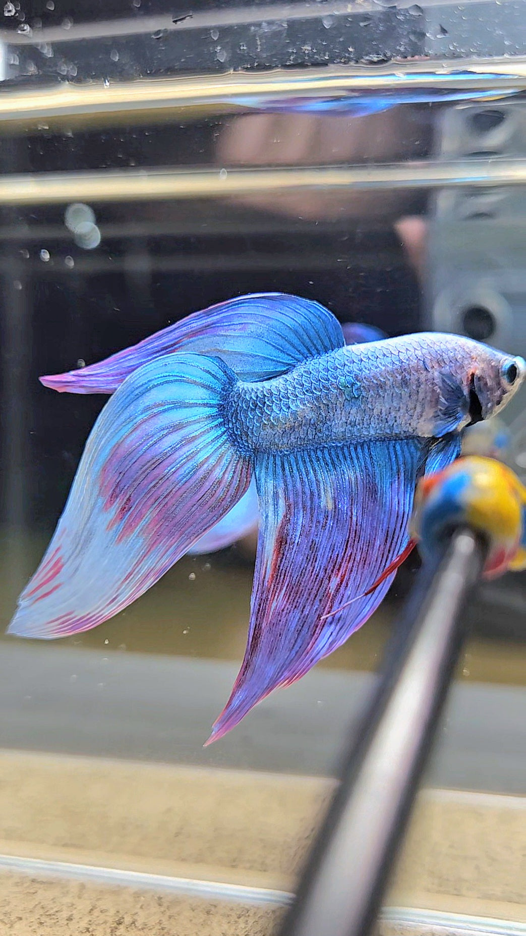 VEILTAIL WAROCHAI PURPLE MASCOT PATTERN BETTA FISH