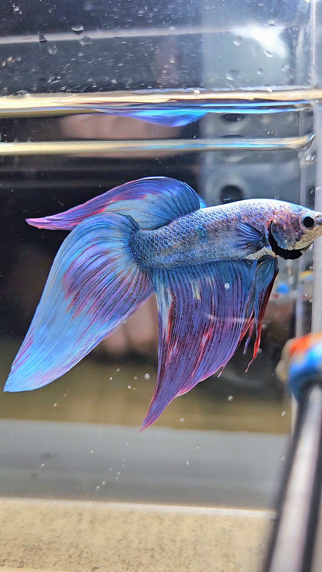 VEILTAIL WAROCHAI PURPLE MASCOT PATTERN BETTA FISH