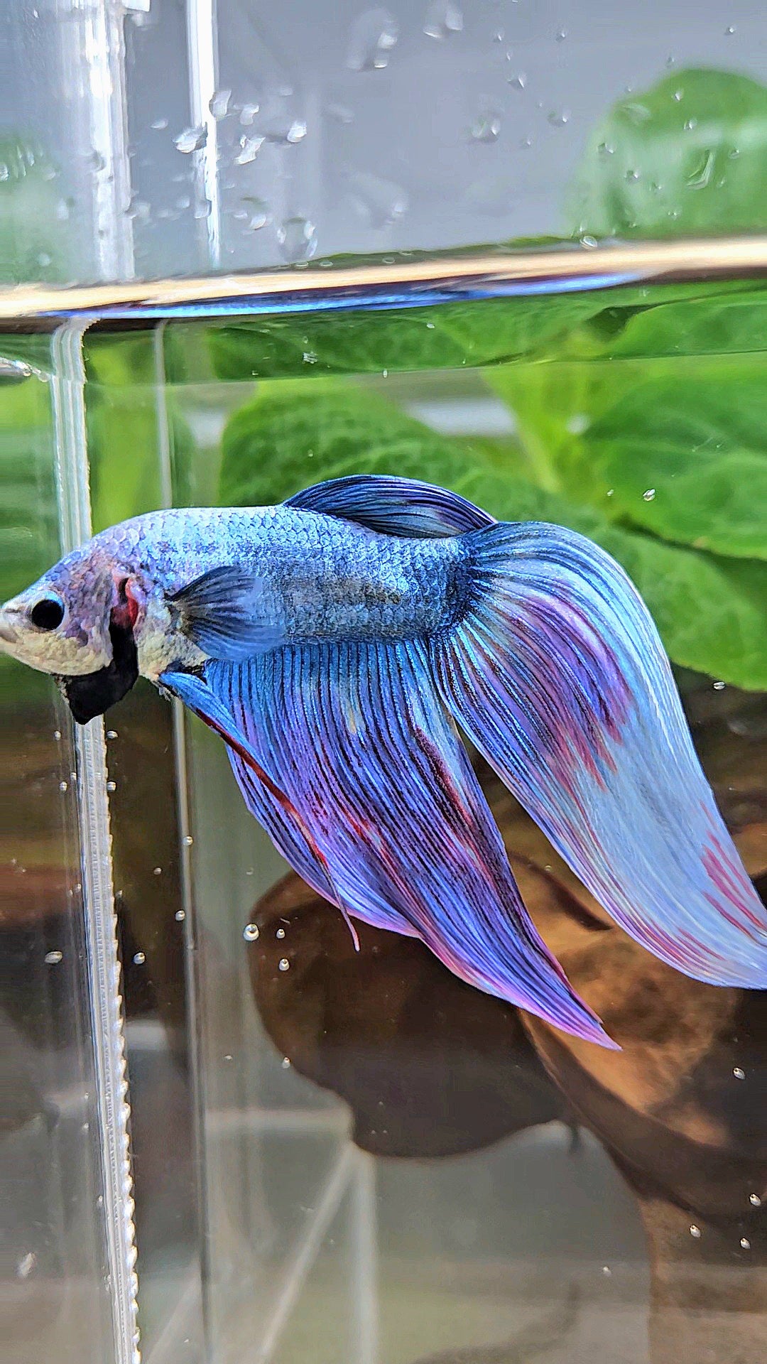 VEILTAIL WAROCHAI PURPLE MASCOT PATTERN BETTA FISH